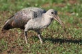 Ibis Bird and Worm