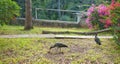 Ibis birds in African gardens