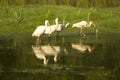 Ibis Birds Standing in a Pond