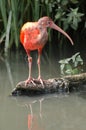 Ibis in Blijdorp Zoo Royalty Free Stock Photo
