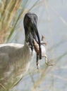 Ibis catching a frog.