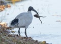 Ibis catching a frog.