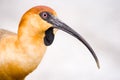 Ibis close-up head detail