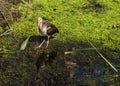 Juvenile Ibis on an Aquatic Plant Background Royalty Free Stock Photo