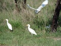 Ibis feeding Royalty Free Stock Photo