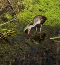 Ibis feeding in the marsh