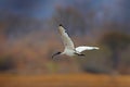 Ibis flight. Wildlife scene from Chobe, Botswana. Sacred Ibis, Threskiornis aethiopicus, white bird with black head. Ibis feeding Royalty Free Stock Photo