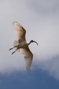 Ibis flying through the air with wings spread out