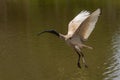 Ibis flying through the air with wings up and feet down
