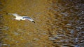 Ibis flying over a lake. Royalty Free Stock Photo