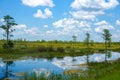 white bird flying in swamp Royalty Free Stock Photo