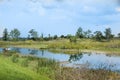 white bird flying in swamp Royalty Free Stock Photo