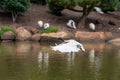 Ibis flying with wings down and a stick in its mouth to build a nest