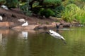 Ibis flying with wings spread and a stick in its mouth to build a nest