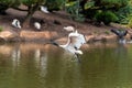 Ibis flying with wings up and a stick in its mouth to build a nest