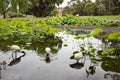 Ibis in the Garden Pond