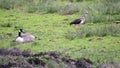 Ibis and a Goose