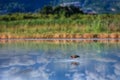 Ibis grazing in shallow water