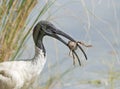 Ibis has a meal of a big frog