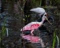 An Ibis, Heron and Spoonbill walk into a swamp.....