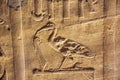An ibis in an hieroglyph in the temple of Horus