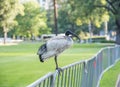 Ibis Perched in Profile