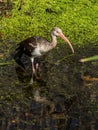 Juvenile Ibis Reflecting in a Wetland Stream Royalty Free Stock Photo