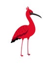 Ibis red bird cartoon icon Royalty Free Stock Photo