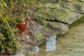 Scarlet Ibis near the water Ibis Rosso vicino all`acqua Royalty Free Stock Photo