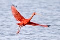 IBIS ROUGE eudocimus ruber Royalty Free Stock Photo