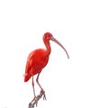 Ibis Scarlet (Eudocimus ruber) isolated over a white background Royalty Free Stock Photo