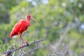 Ibis Scarlet Eudocimus ruber perched on a branch with a blurred background of green vegetation Royalty Free Stock Photo