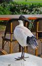 Ibis sitting on table