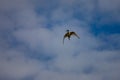 An Ibis soaring through the cloudy blue sky Royalty Free Stock Photo