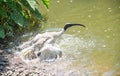 Ibis taking a Bath