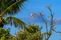 Ibis Taking Flight over the Mangroves