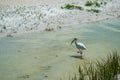 An Ibis in a tide pool near the beach.