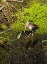 Juvenile White Ibis Wading in a Florida Wetland Royalty Free Stock Photo