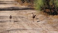 Ibis walking on a path