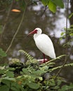 Ibis White Ibis bird stock photos. White Ibis perched bokeh background. Portrait. Picture. Image. Photo Royalty Free Stock Photo