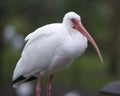 Ibis White Ibis bird stock photos. White Ibis bird close-up profile view with a bokeh background. Royalty Free Stock Photo