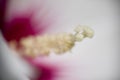 Ibiscus flower detail Royalty Free Stock Photo