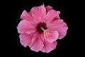 Ibiscus pink flower Royalty Free Stock Photo