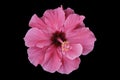 Ibiscus pink flower Royalty Free Stock Photo