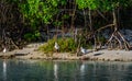 Ibises Feeding in the Mangrove Roots