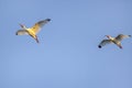 Ibises In Flight, Sunlit At Twilight