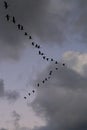 Ibises Flying in a V Shaped Formation Royalty Free Stock Photo
