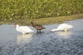 Ibises wading and feeding in a swamp in Christmas, Florida. Royalty Free Stock Photo