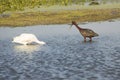 Ibises wading and feeding in a swamp in Christmas, Florida. Royalty Free Stock Photo