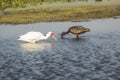 Ibises wading and feeding in a swamp in Christmas, Florida. Royalty Free Stock Photo